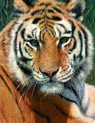 Wild Thing by Tony Forrest - Canvas on Board sized 14x18 inches. Available from Whitewall Galleries